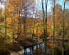 Autumn glory.jpg (229184 bytes)