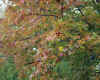 Maple leaves.jpg (194112 bytes)