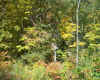 Pendleton woods.jpg (247621 bytes)