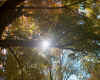 Sun shining through the leaves.jpg (192062 bytes)