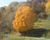 Sunburst Maple.jpg (180786 bytes)