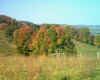 autumn onset3.jpg (144298 bytes)