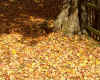 golden leaves.jpg (209468 bytes)