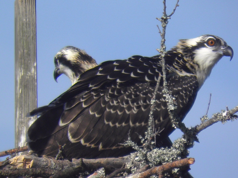 osprey babies