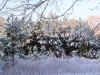 snow11.jpg (468213 bytes)