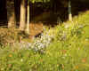 wildflowers2.jpg (178162 bytes)