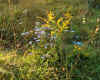 wildflowers4.jpg (212923 bytes)