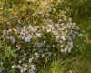 wildflowers9.jpg (224723 bytes)
